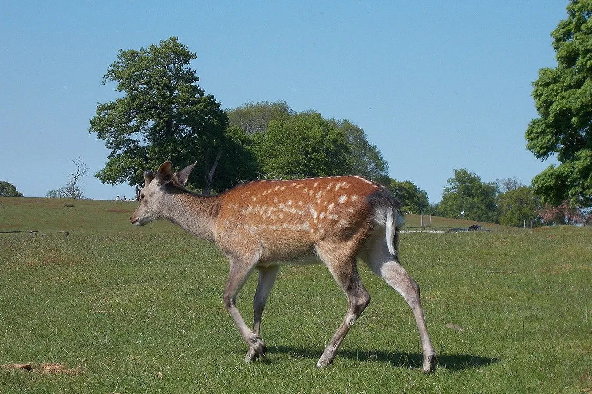 A spotted deer walking across the grass in Knole Park, Sevenoaks